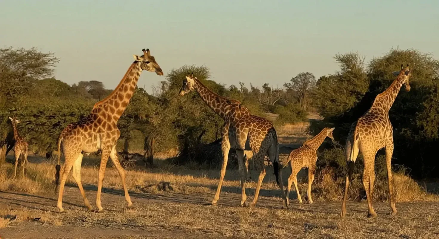A family of giraffes, including a young calf, walking across the dry savanna bathed in warm, golden-hour light during a specialist photographic safari in Botswana.
