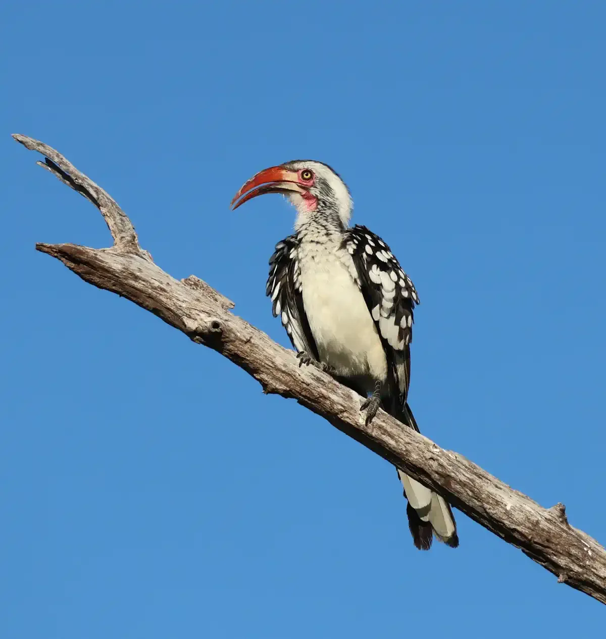 A Southern Yellow-billed Hornbill perched prominently on a weathered branch against a vibrant, clear blue sky during a birdwatching safari.