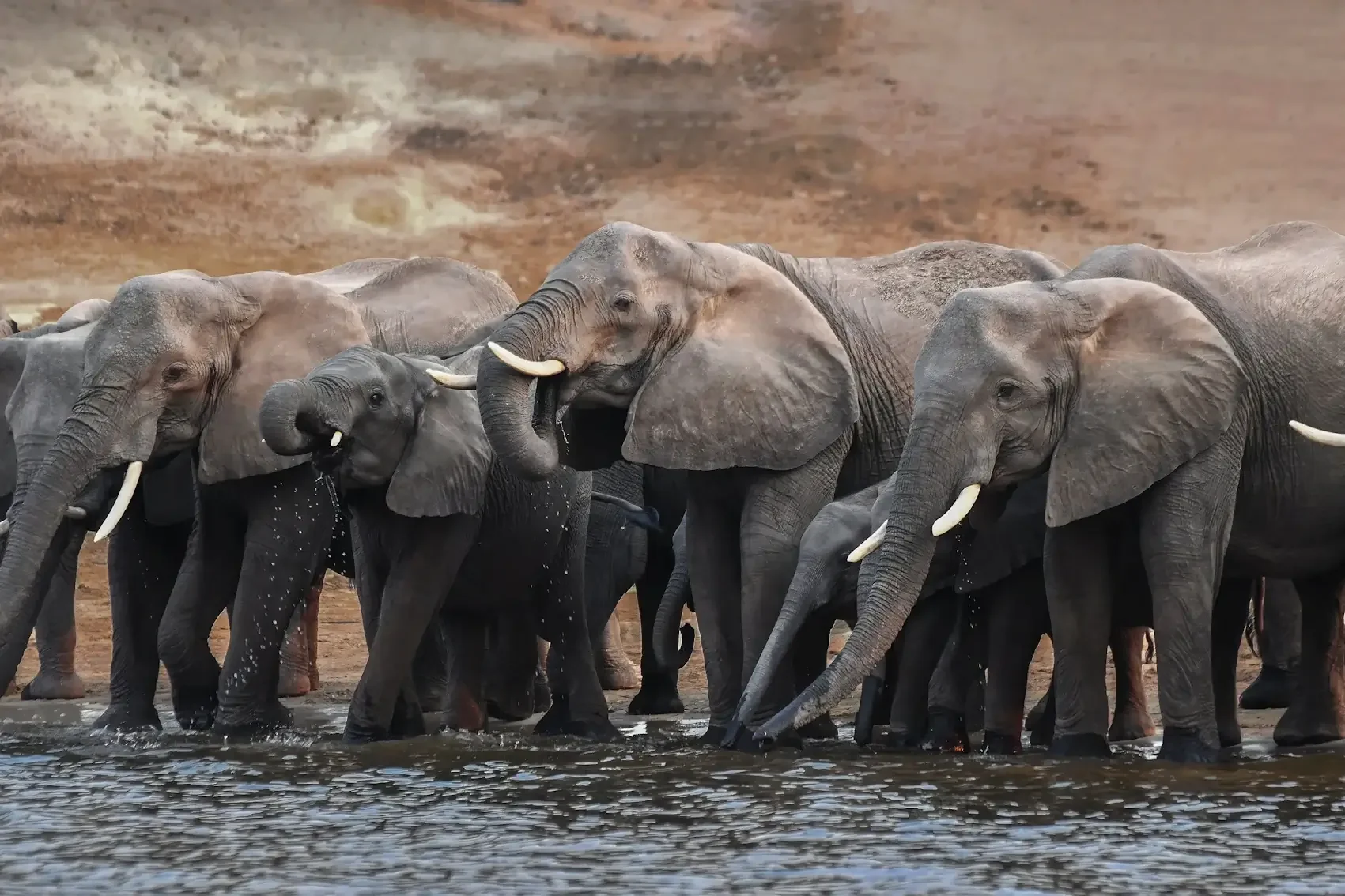 A large herd of African elephants drinking water from the river during a bespoke Botswana wildlife safari.