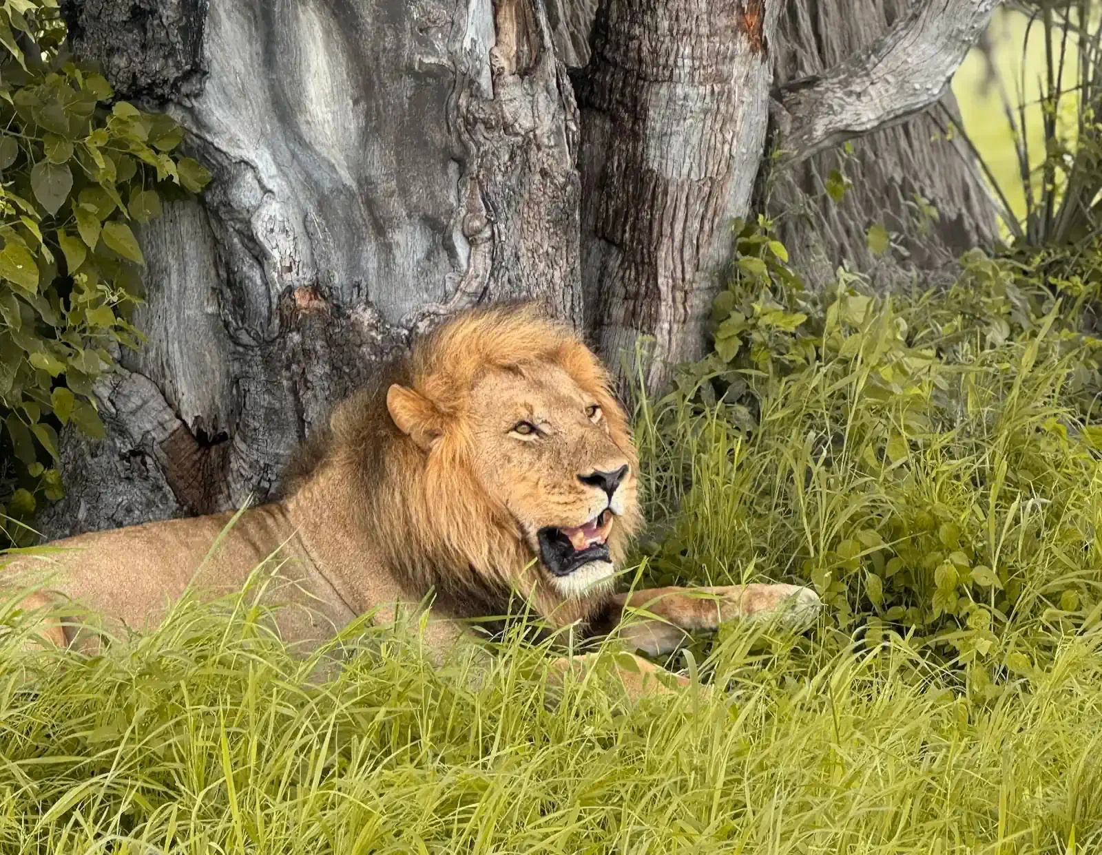 A large male lion resting in lush green grass at the base of a large, textured tree trunk, representing the dense predator viewing found in the Moremi and Khwai regions during a traditional Botswana safari.