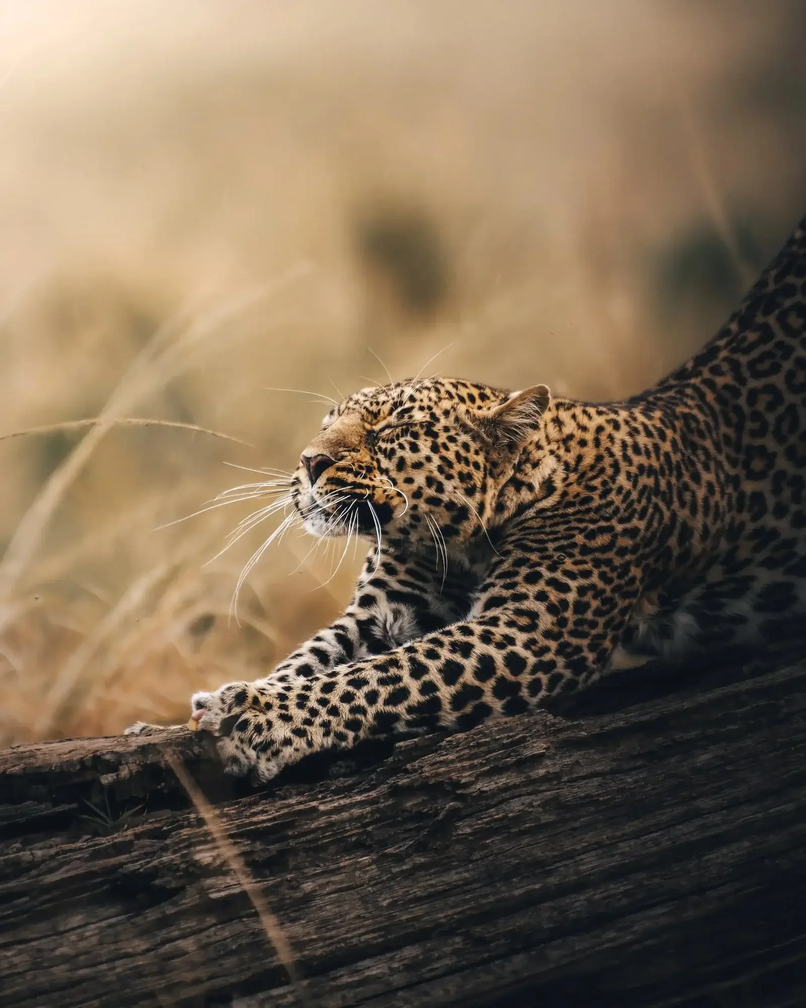 A close-up of a beautiful leopard stretching its front legs and claws on a fallen log in the dry savanna grass during a Botswana wildlife safari.