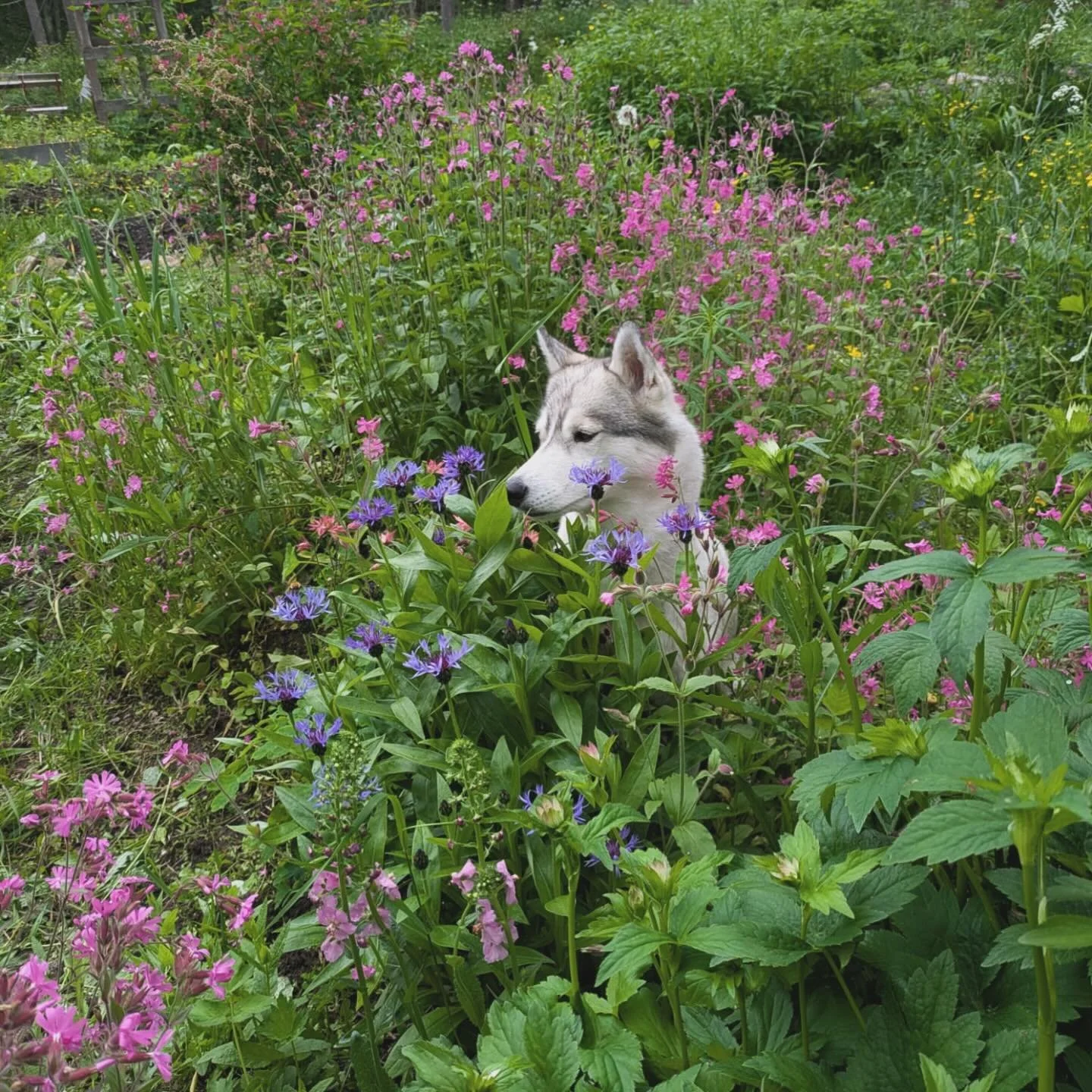 keskikes&auml;n vapailla, odottamassa sesonkia, ett&auml; ihan kohta jotain viimein tapahtuu 🌺