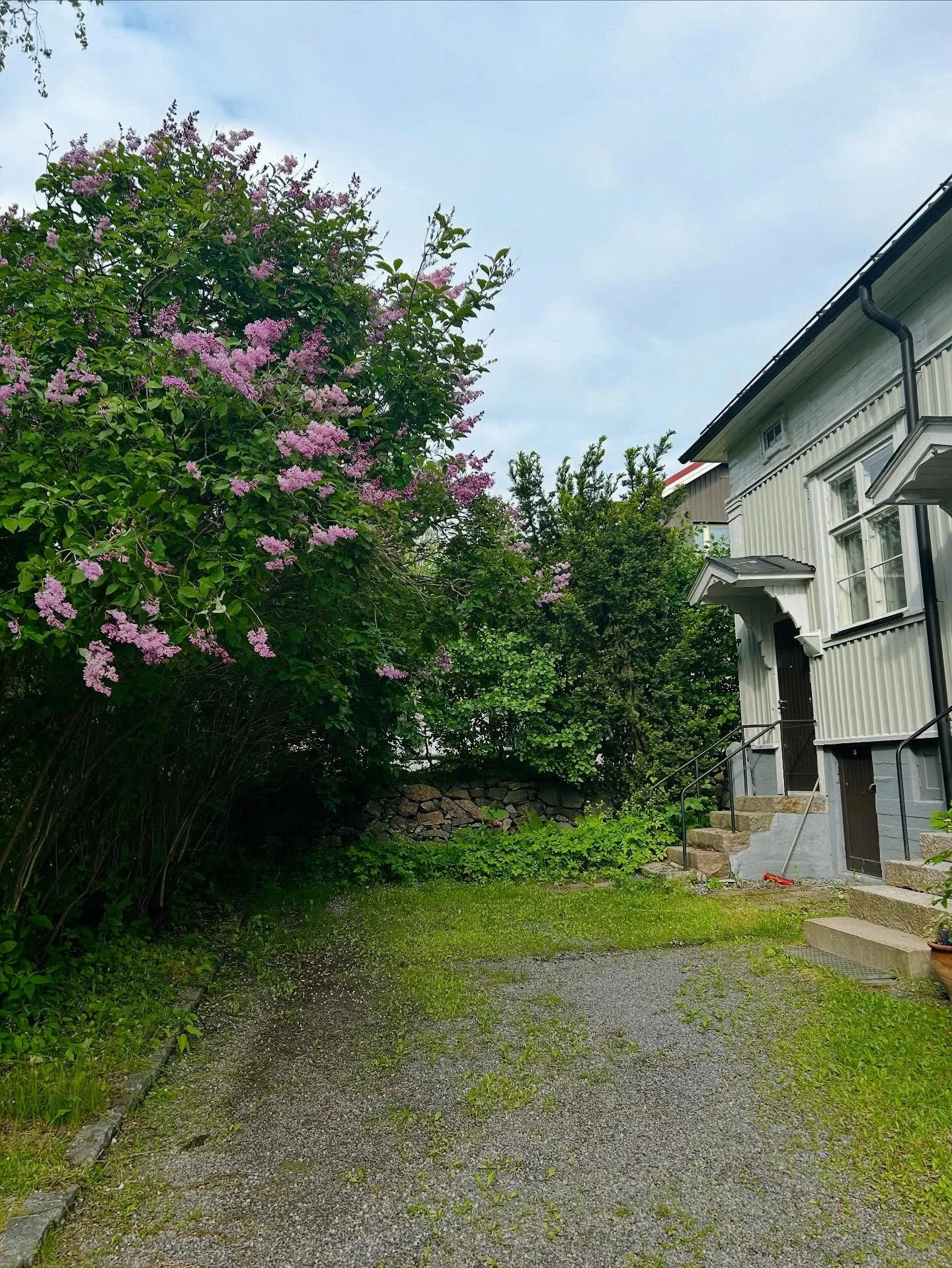 kaksi kotia &amp; syreeni&auml;:

2. kuva: istuttamani nuori syreenipensas runoilijan kukkakaupan ensimm&auml;isess&auml; puutarhassa kerman vanhalla asemalla. t&auml;m&auml; erityispaikka on nyt myynniss&auml;,  ja toivon ett&auml; se l&ouml;yt&auml