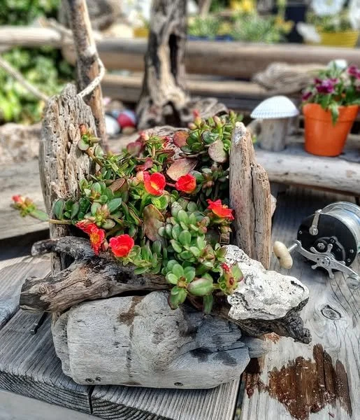 DRIFTWOOD CREATION PORTULACA.jpg