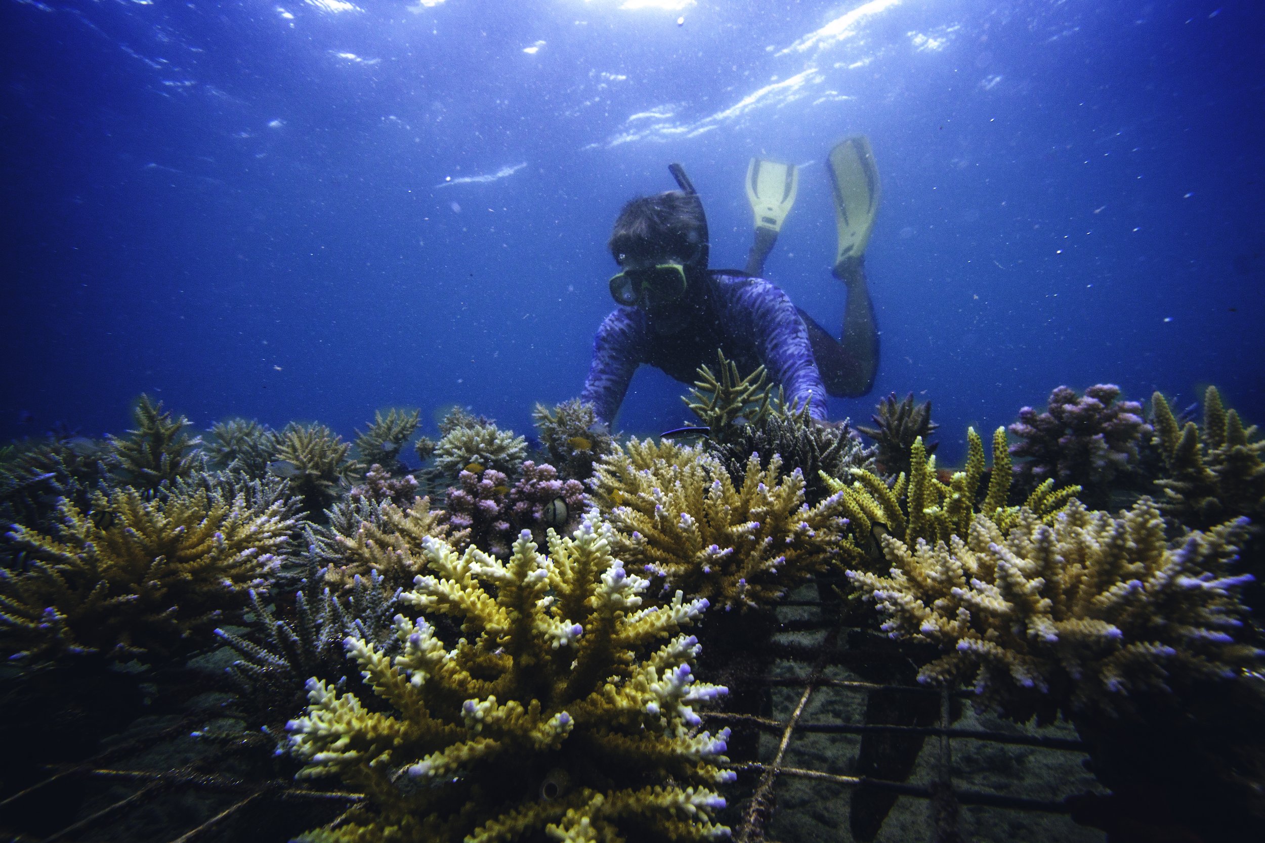 Reef restoration