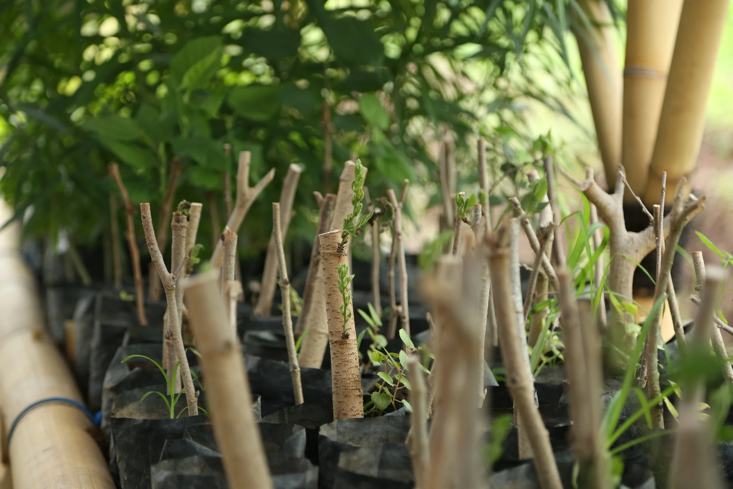 Forestry
