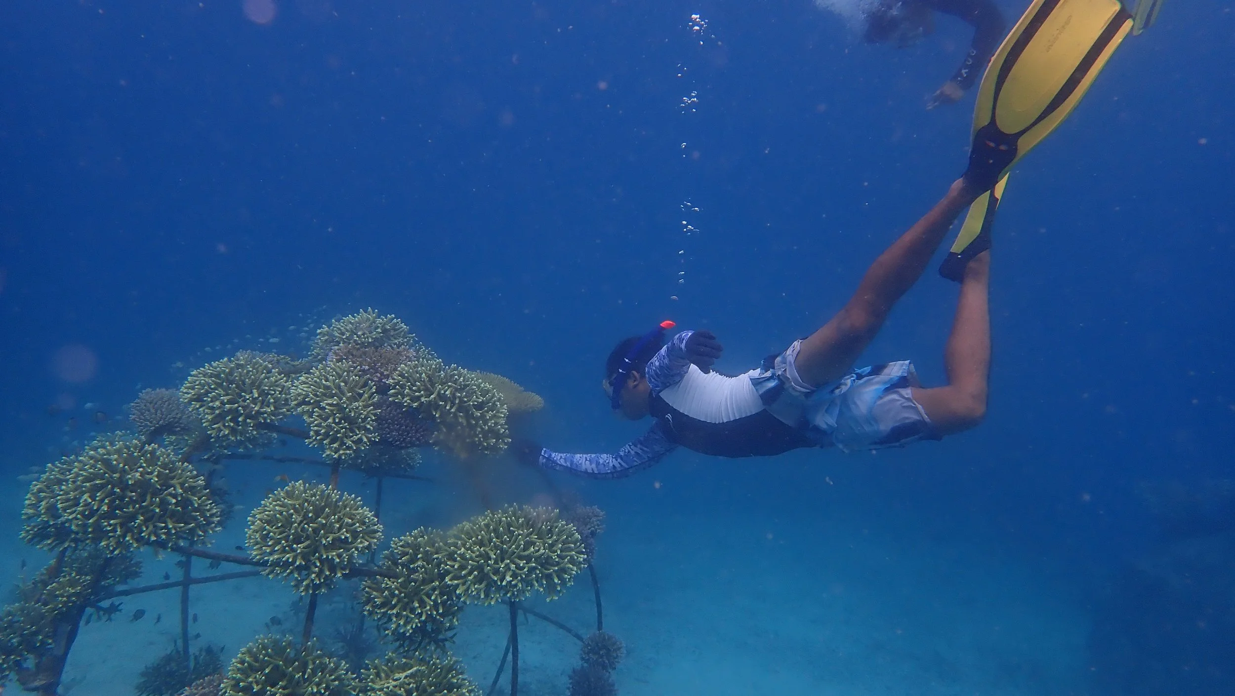 Reef restoration