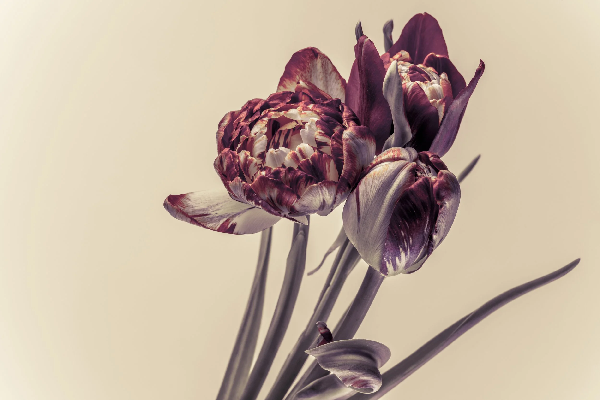 A close-up of three purple and white tulip flowers with a plain light background.
