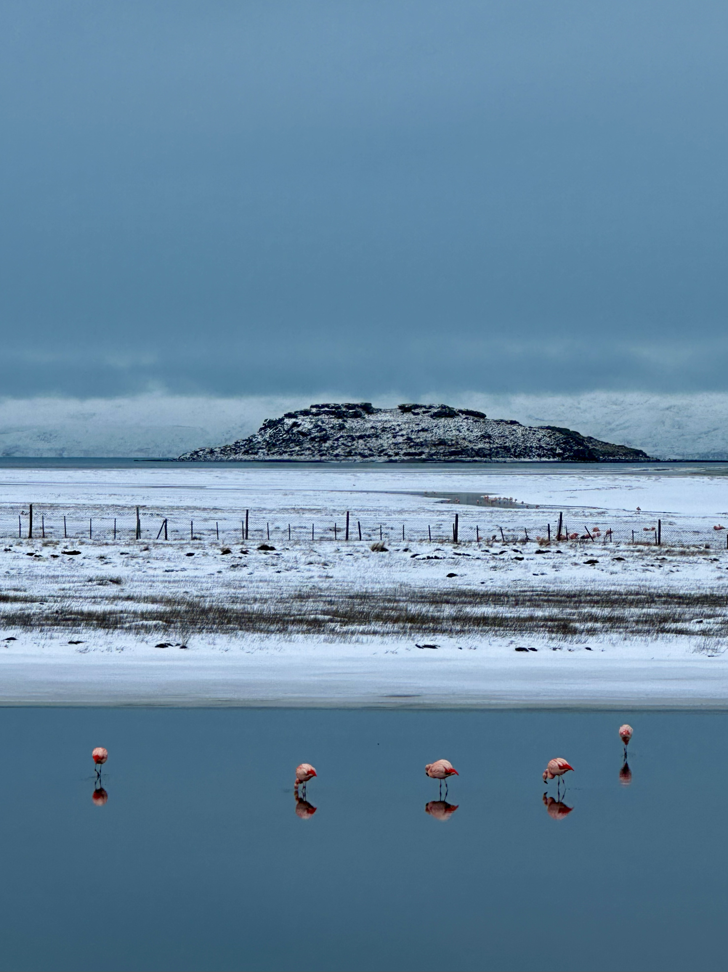Frozen lake with five flamingos standing in the water, snow-covered land and a rocky hill in the background under a cloudy sky.