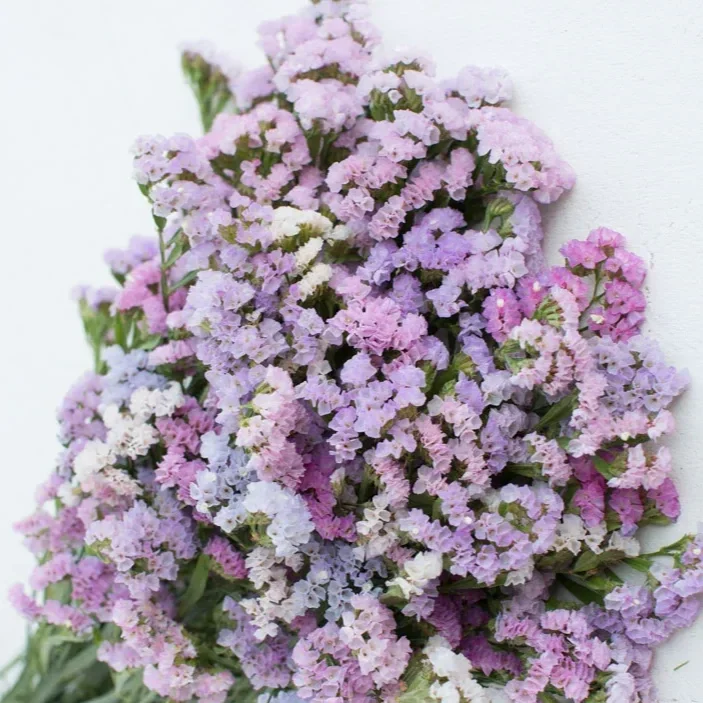 Floret-library-seeds-statice-pastel-mix-2_1024x1024.webp
