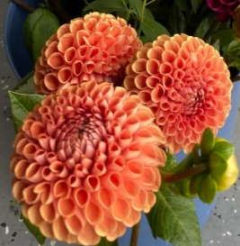 Cornel bronze dahlia tuber