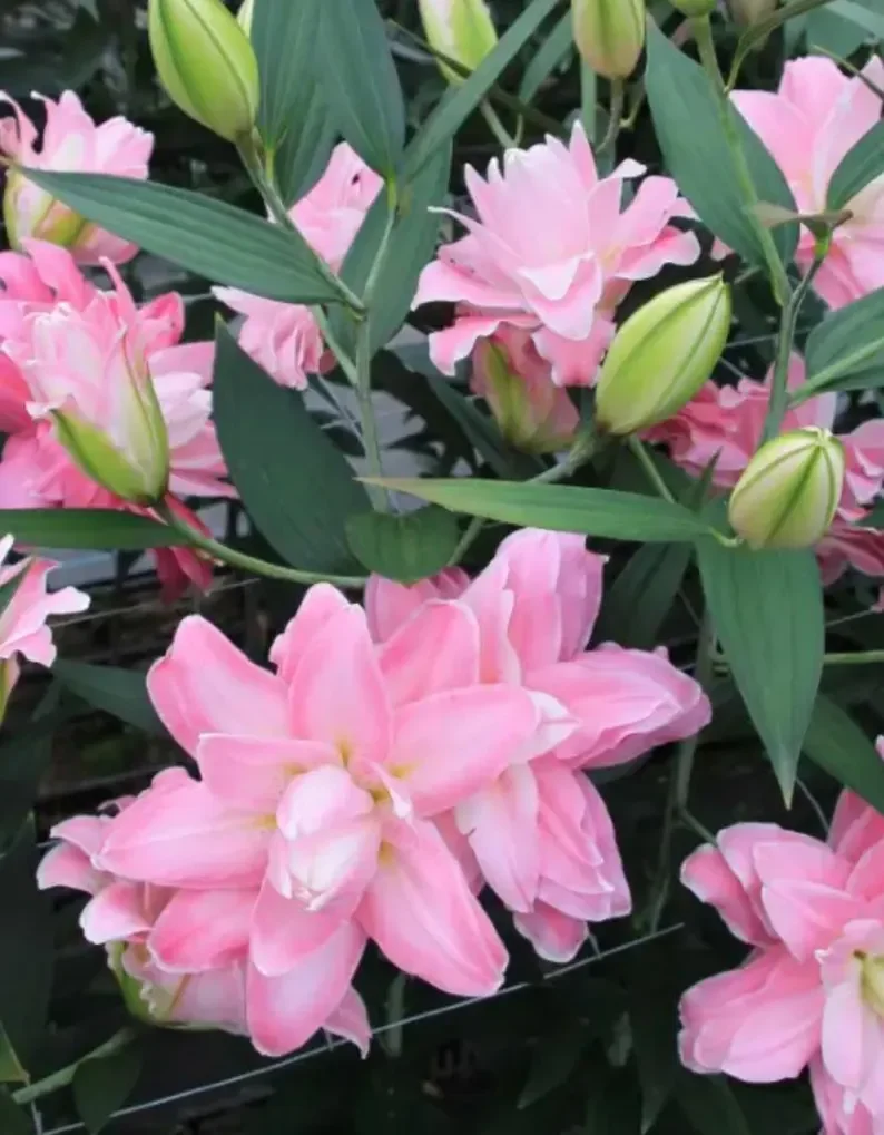 Rose Lily Bulb - Accolade (pack of 3 bulbs)