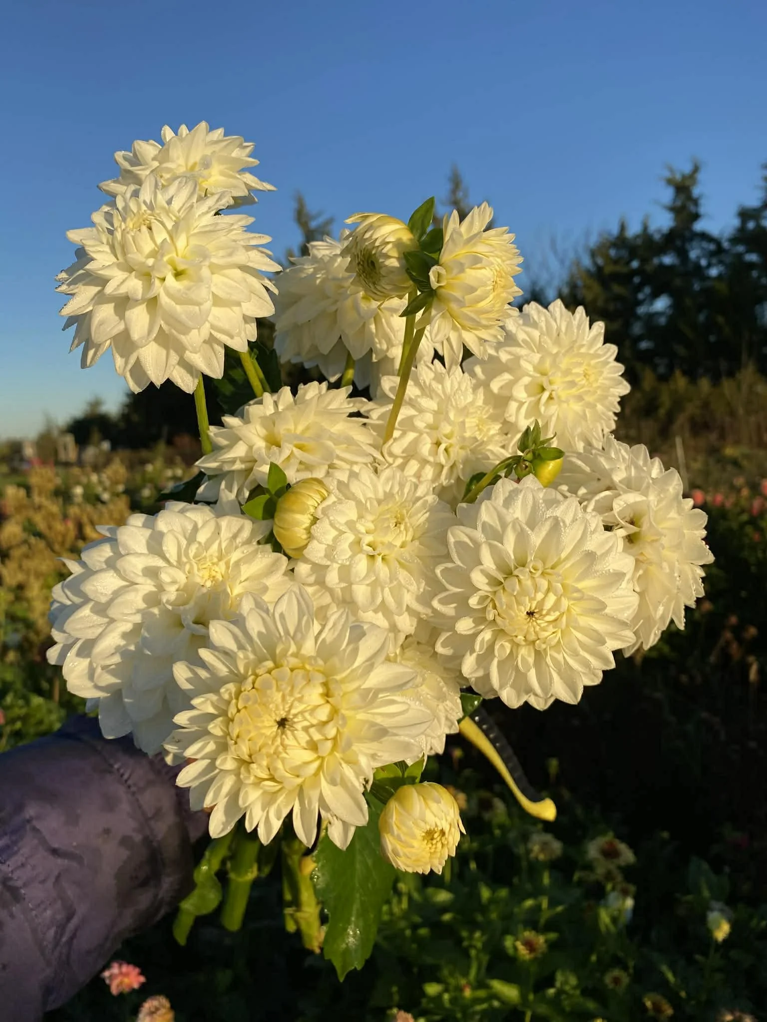Blizzard Dahlia tuber