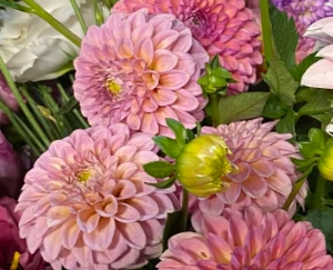 Rock Run Ashley Dahlia tuber