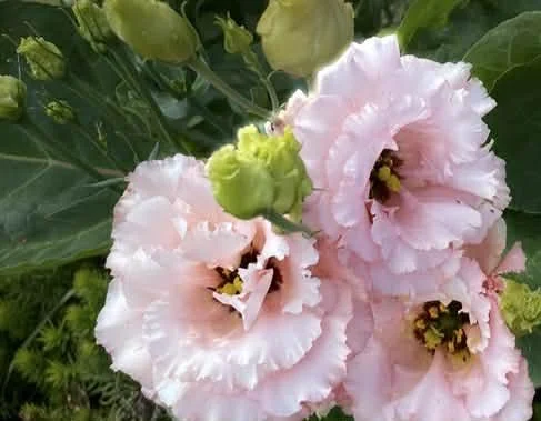 Lisianthus Celeb Honey Pink (6-pack)