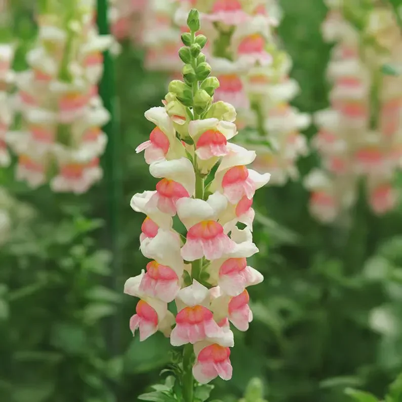 Snapdragon Potomac Appleblossom 6-pack