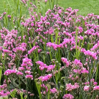 Statice Forever Happy 6-pack