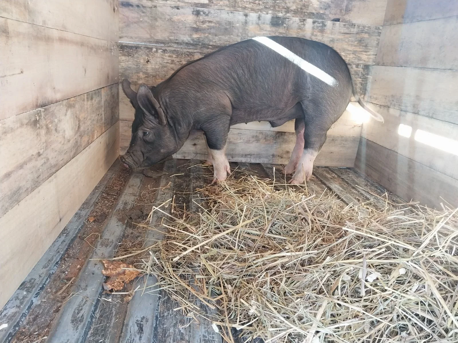 Evelyn Andrews - GTRG6752.JPG