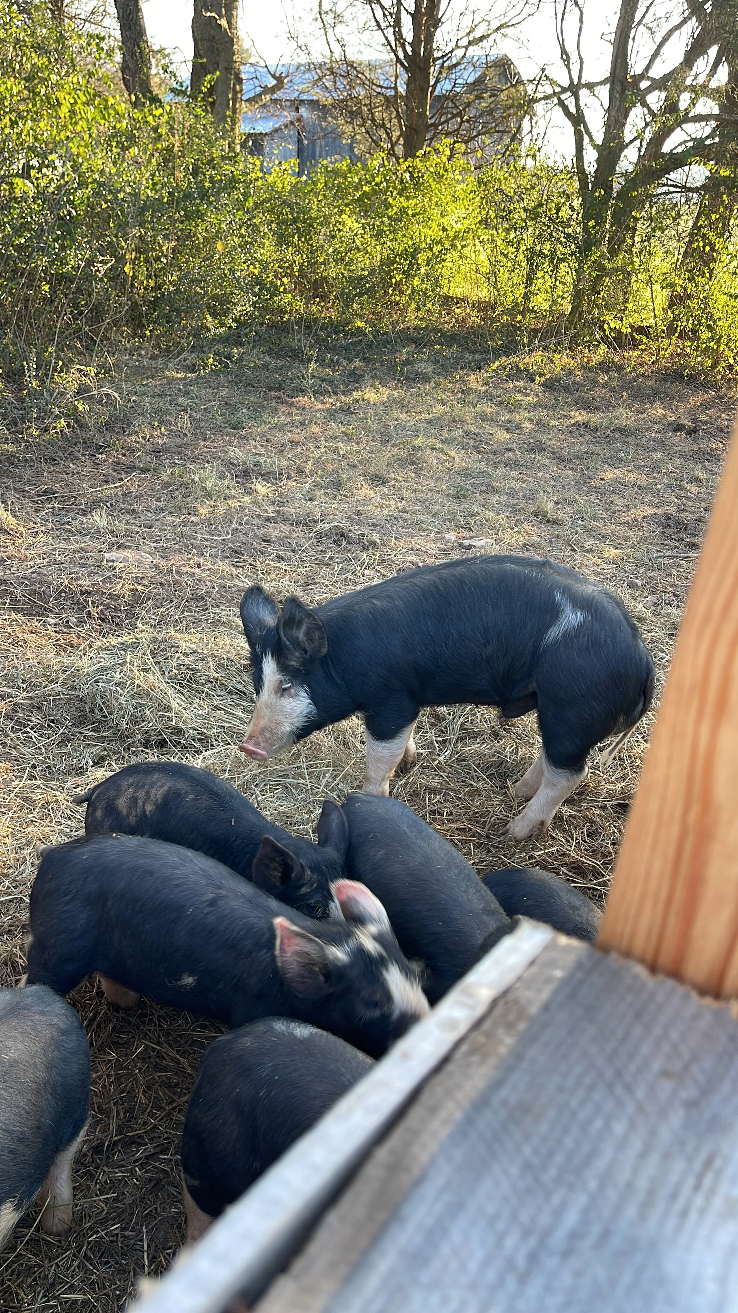 Evelyn Andrews - AAKY8892.JPG