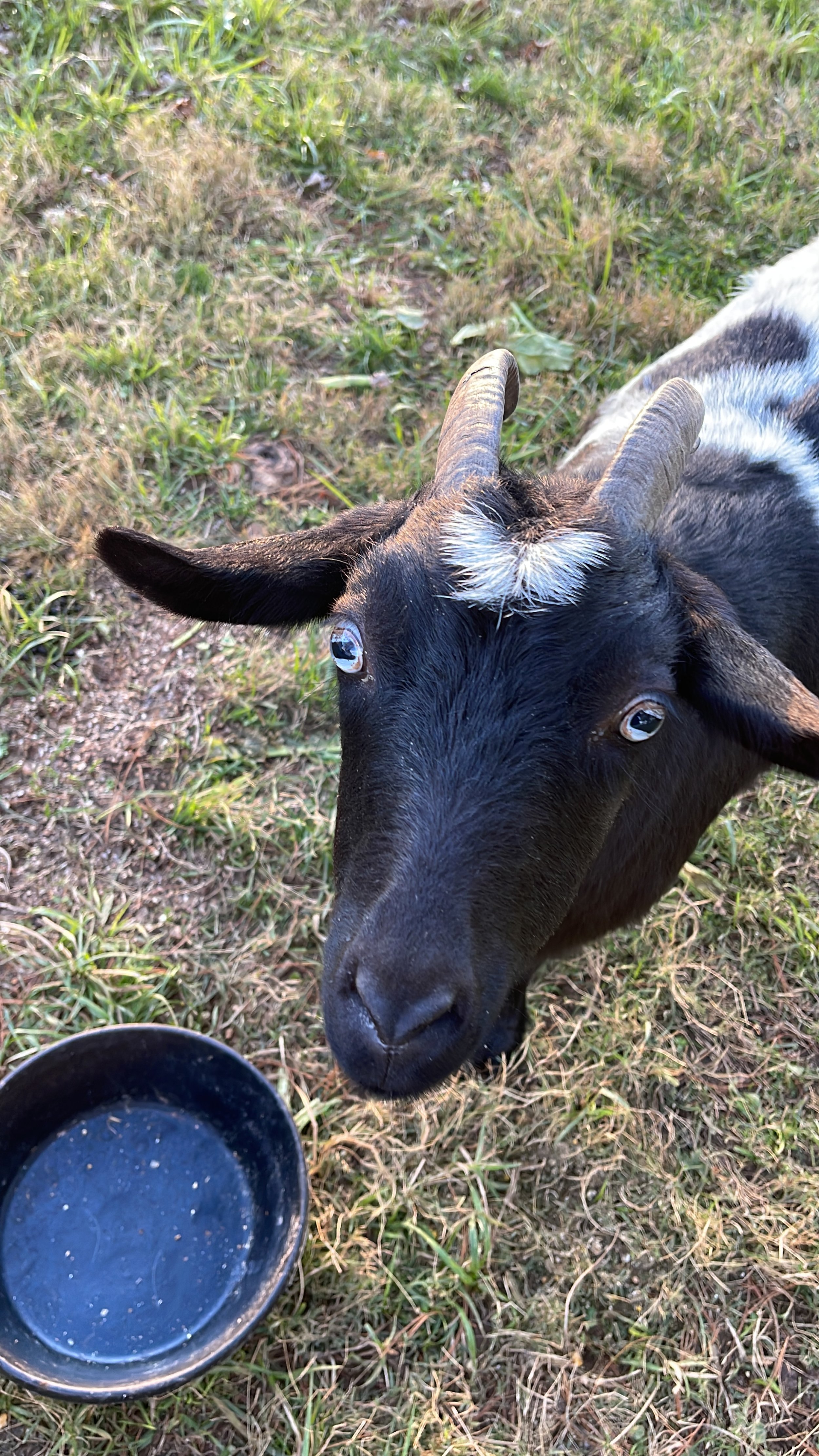 Evelyn Andrews - JJPE8120.JPG