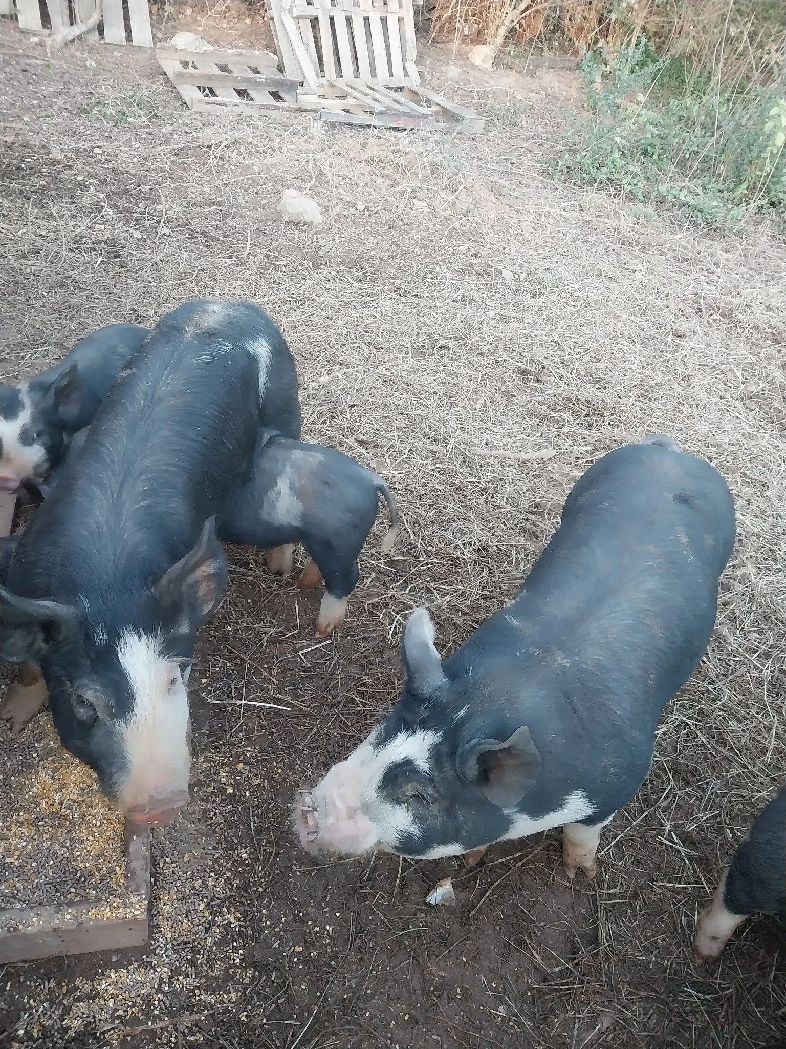 Evelyn Andrews - WHLT1189.JPG