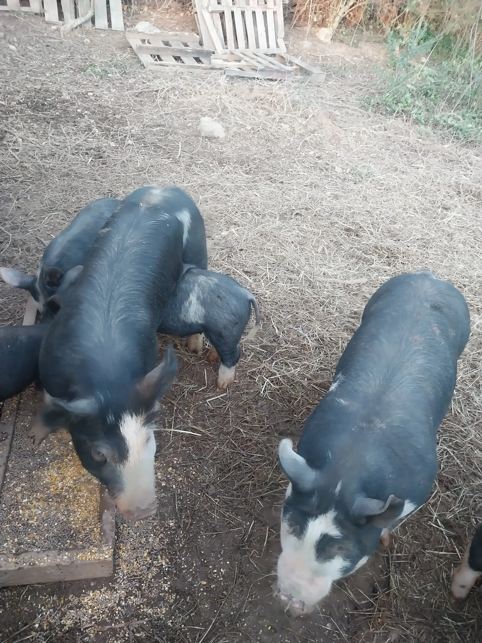 Evelyn Andrews - JKXW9188.JPG