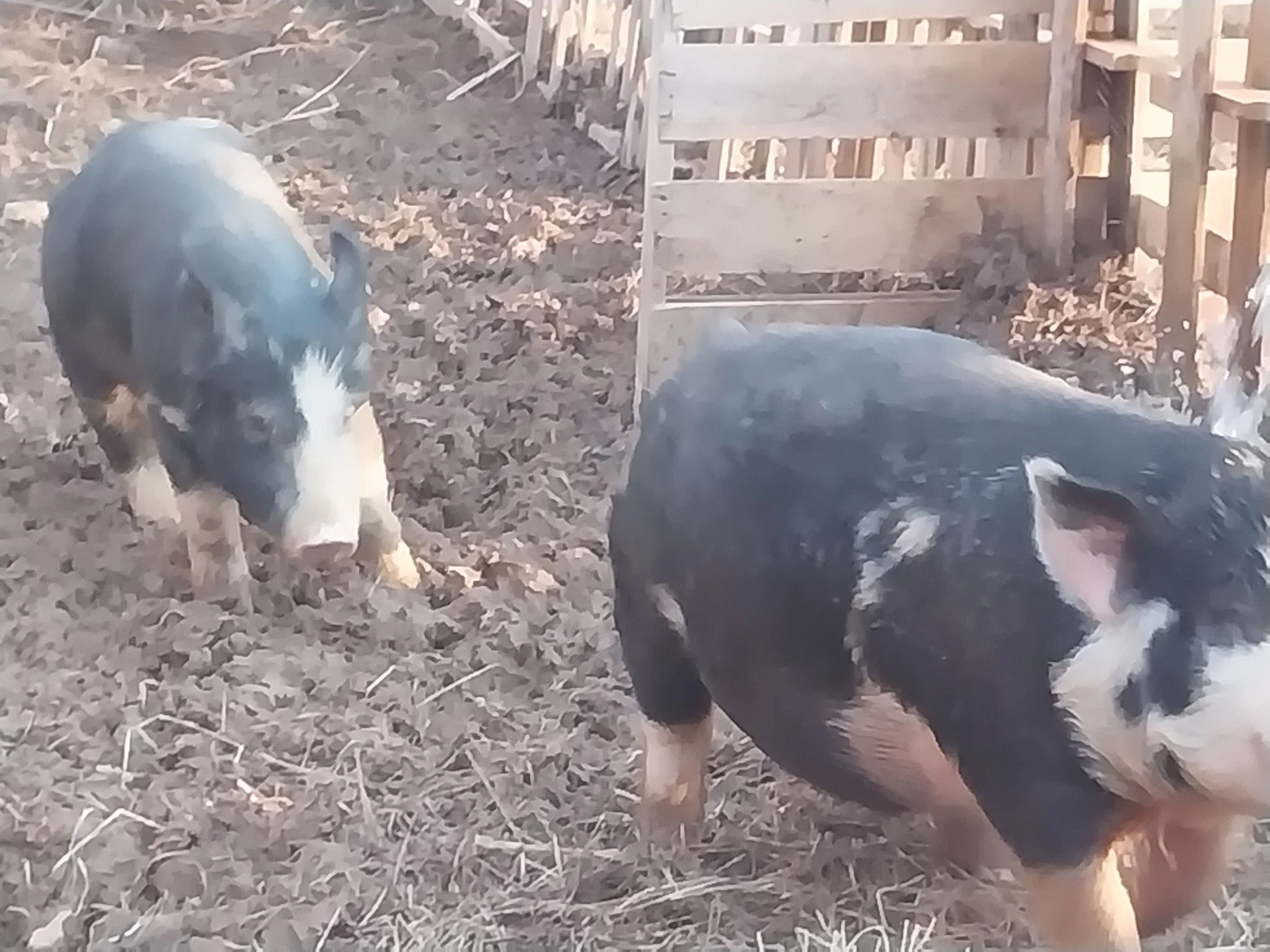 Evelyn Andrews - NATL4077.JPG