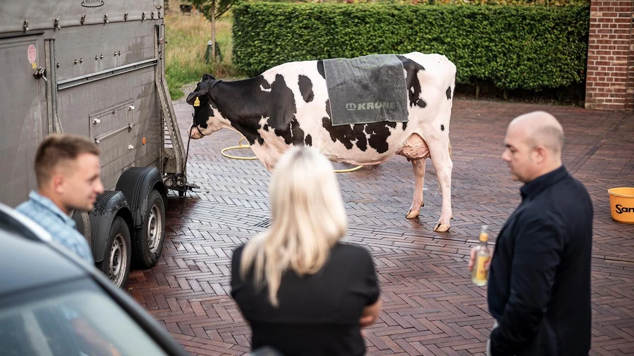 Eine Kuh steht an einem Hänger, während drei Menschen im Hintergrund sprechen. mila motions Werbefilmproduktion