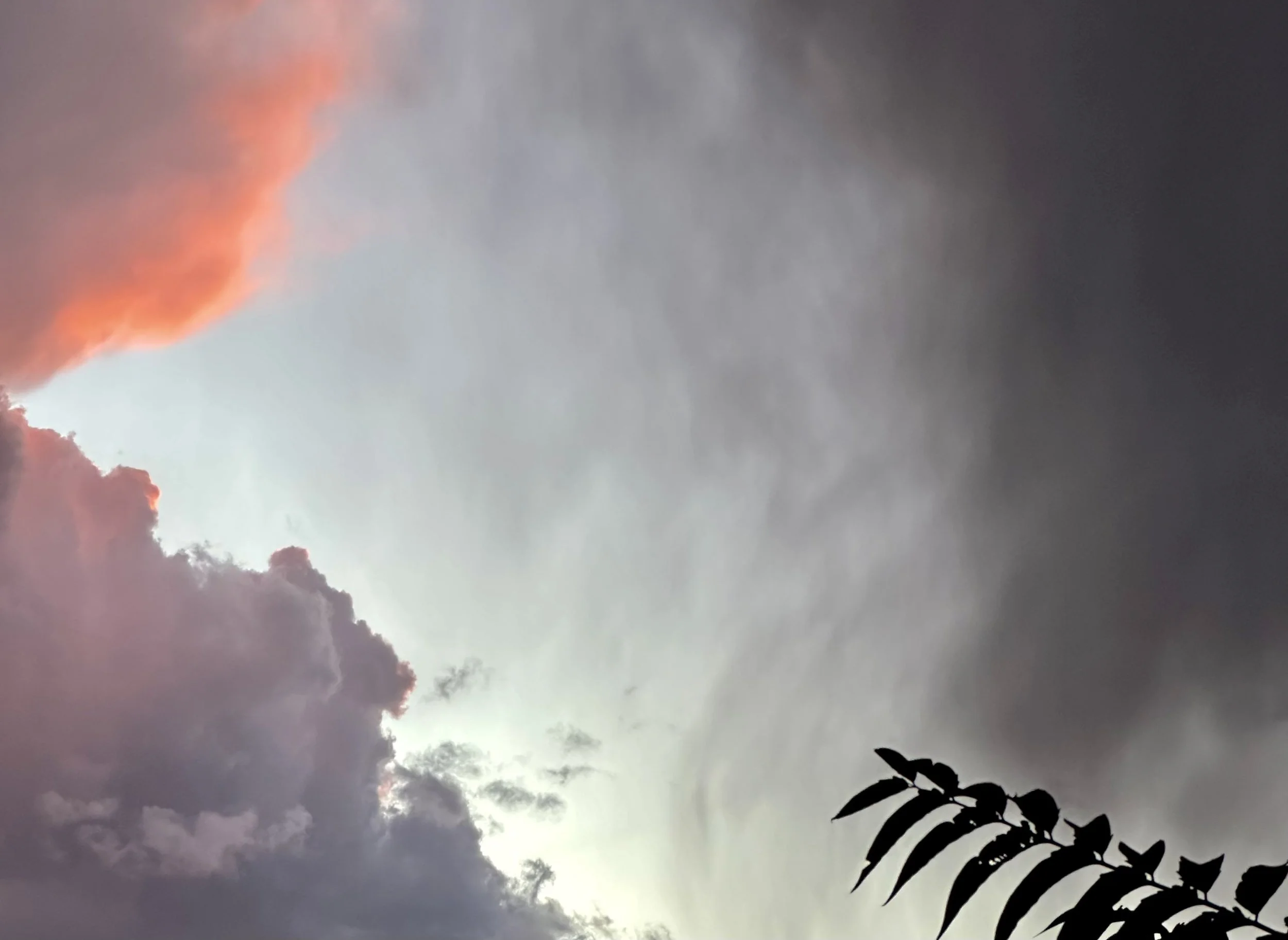 SOLO / sholto dobie / Jessie Marino