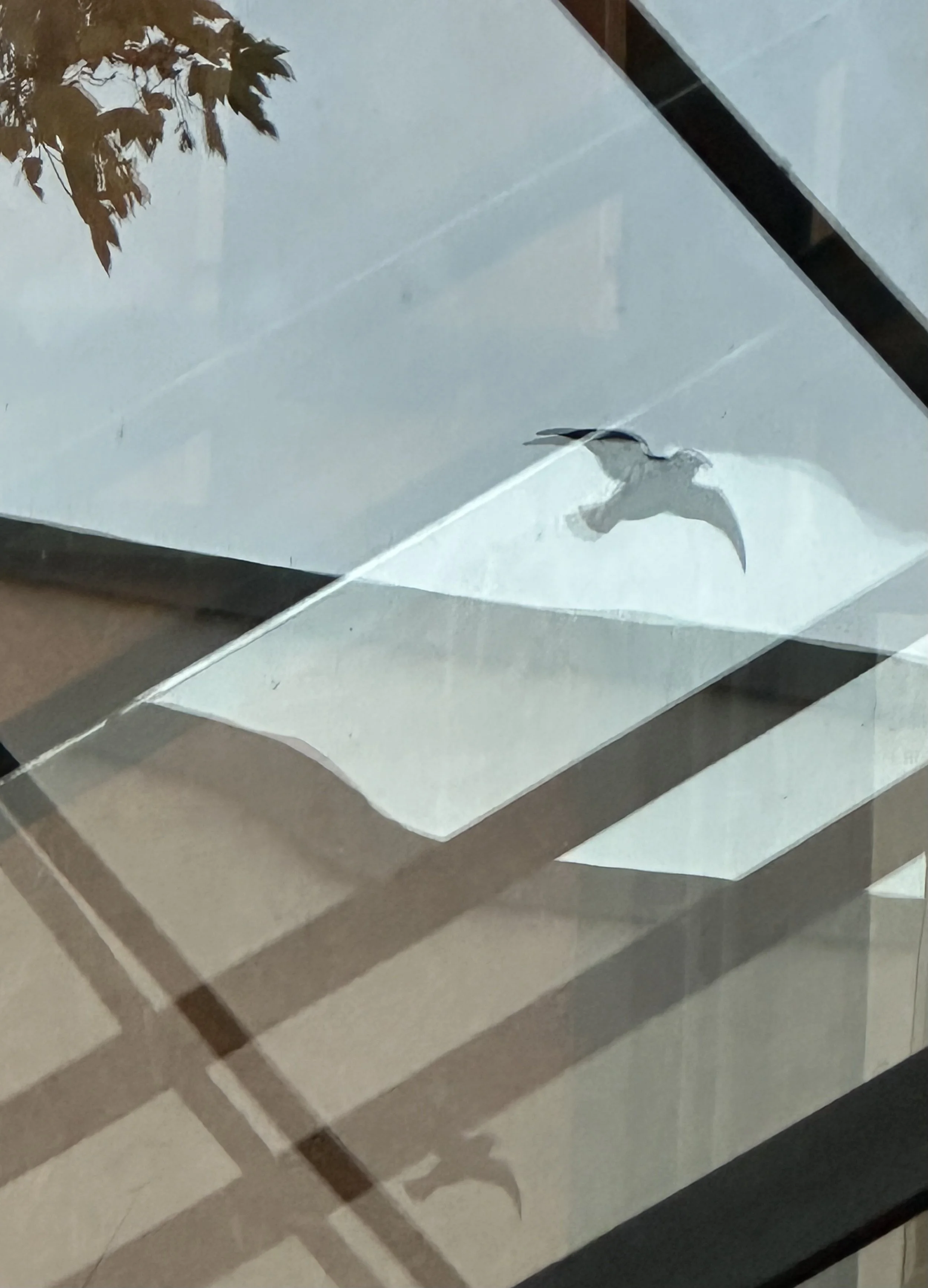 w. Fremakajo (Fred Frith, bass / Marié Abe, accordion / Kasey Knudsen, sax /Jordan Glenn, drums)