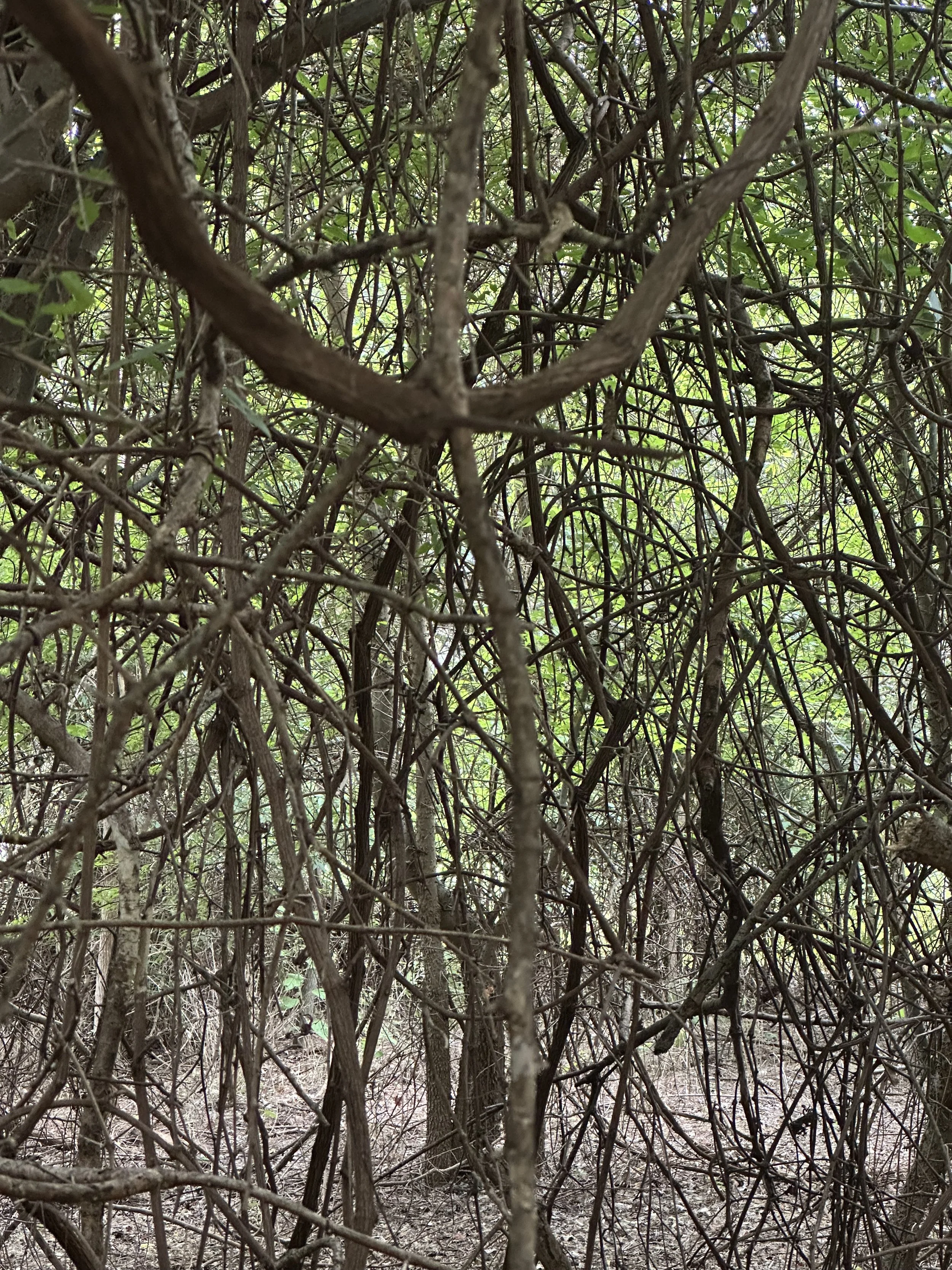 ReWild (Alexandra Grimal with FF, Marc Ducret, Susana Santos Silva &amp; Gerry Hemingway)