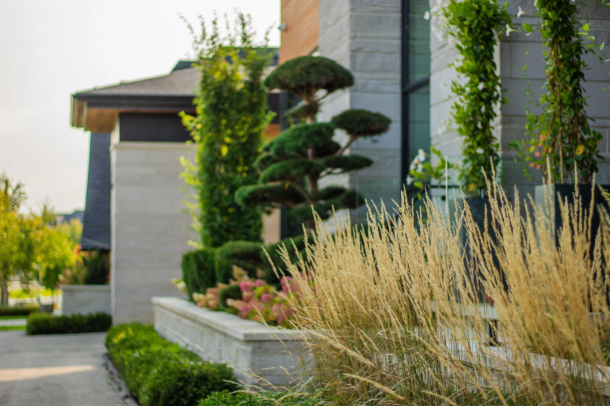 Modern house with well-maintained garden featuring ornamental trees, shrubs, and tall grasses.