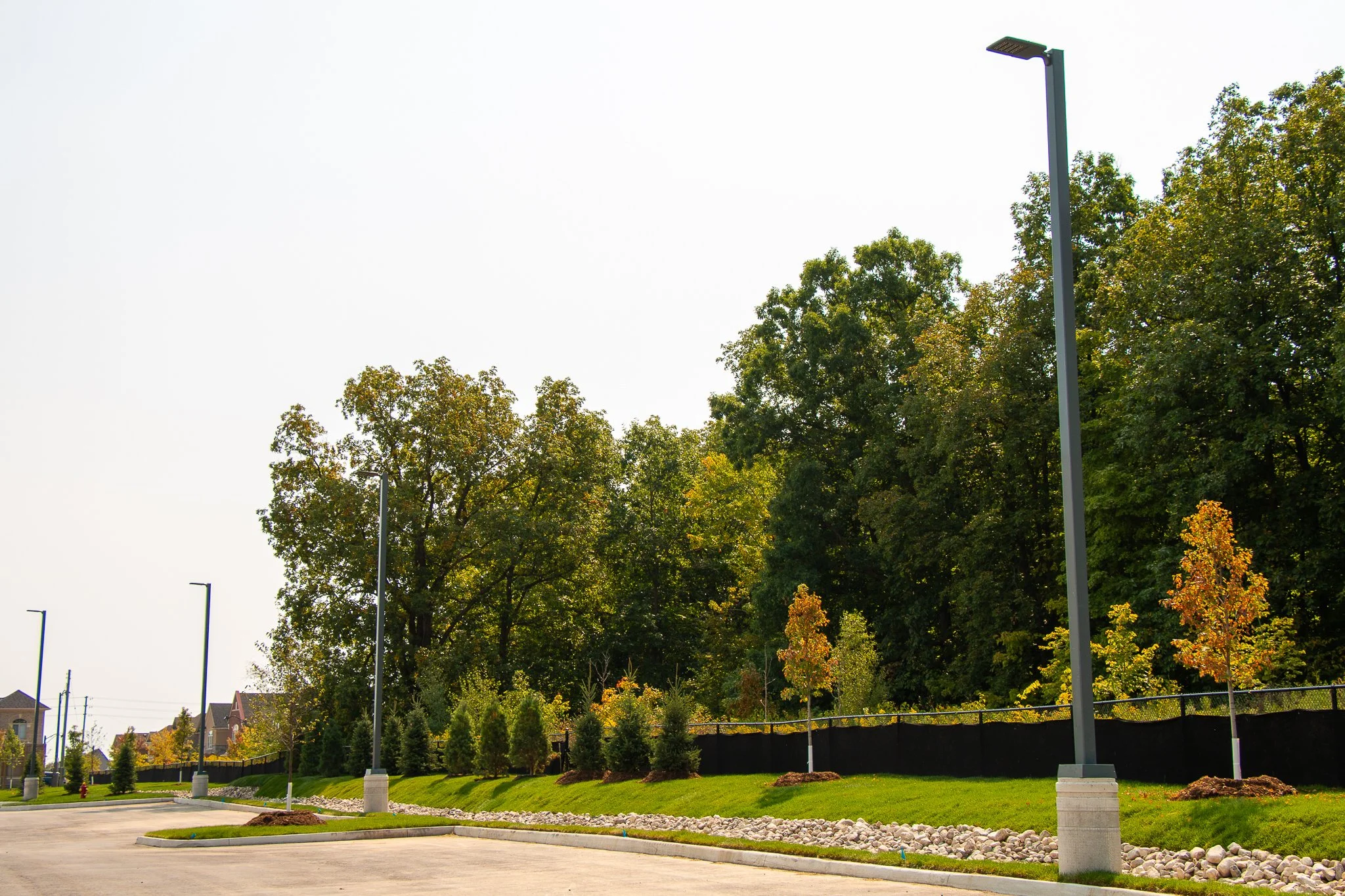 Empty parking lot with grassy areas, young trees, tall streetlights, and background trees on a sunny day.
