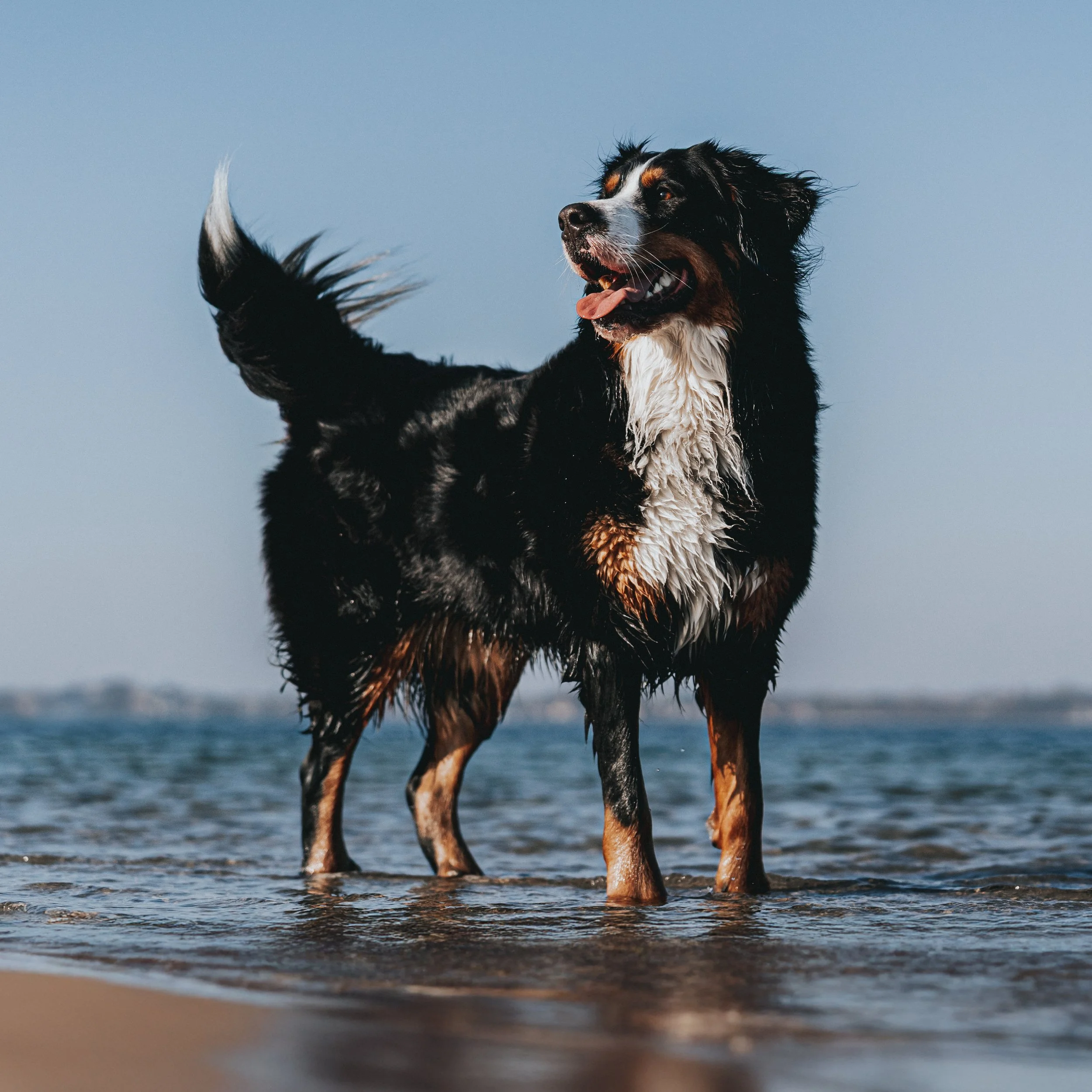 Hund steht im Wasser am Strand bei blauem Himmel.