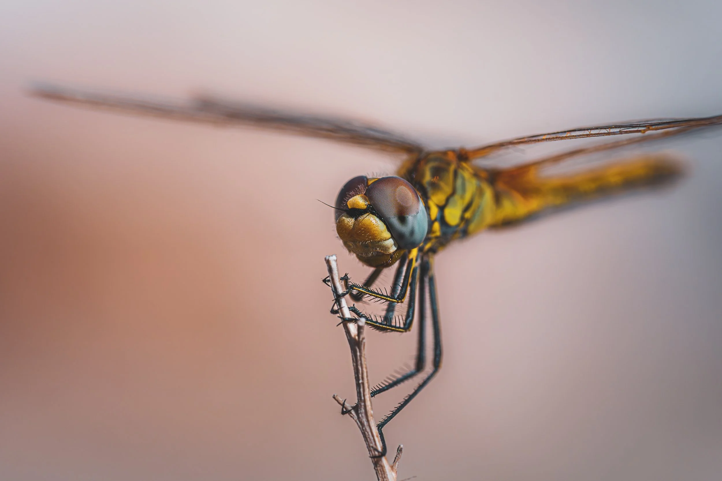 Makroaufnahme einer Libelle sitzt an einem Zweig, mit Blick auf den Kopf und die großen Augen.
