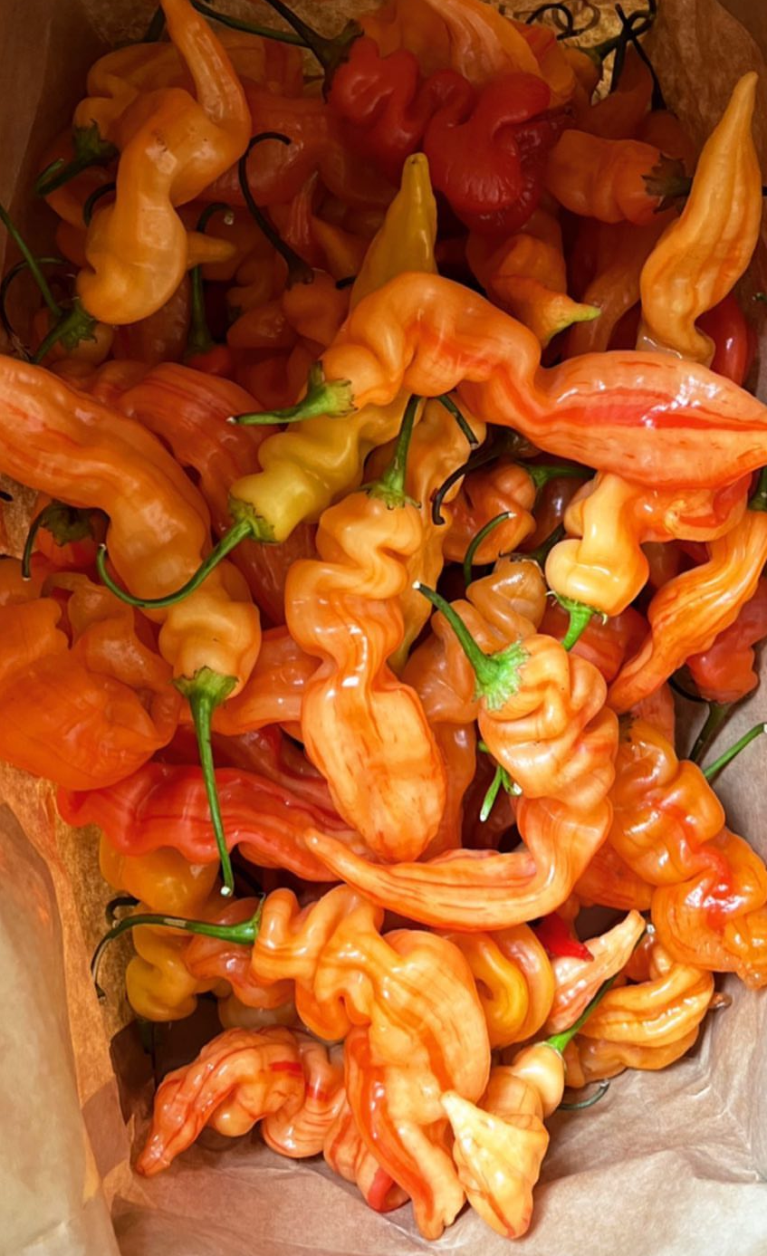 Sugar Rush Stripey 1.PNG