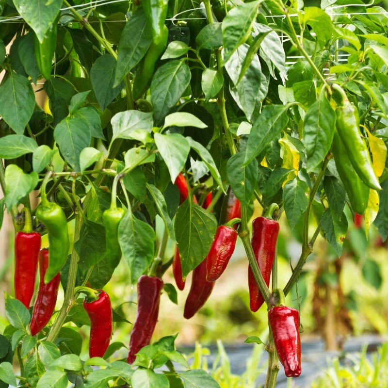 Piment-Espelette_AdobeStock-web.jpeg