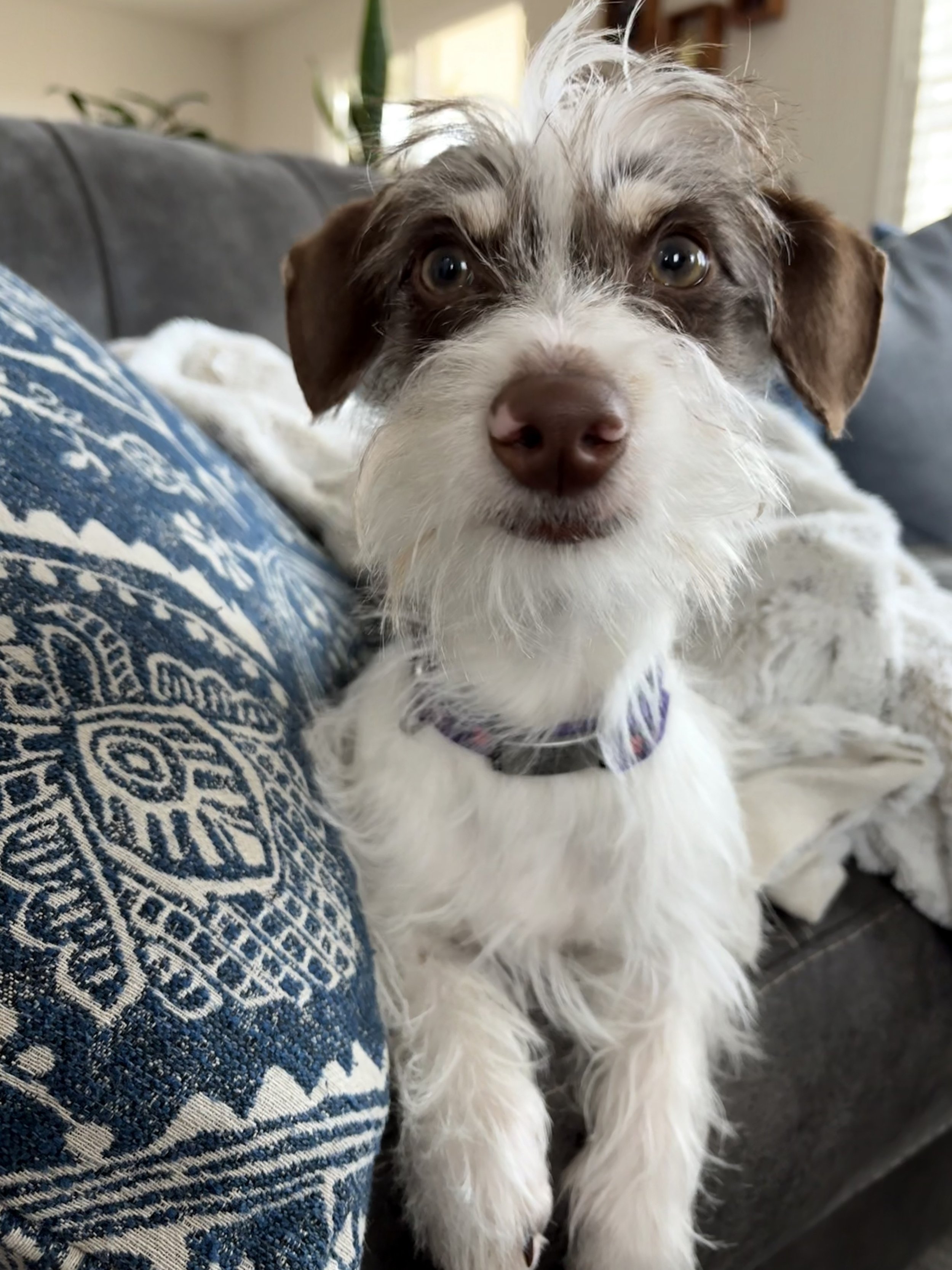 A tiny Dachshund mix with a big personality!
This spirited pup arrived at the Santa Cruz County Animal Shelter when her family noticed something was “off” and realized they couldn’t meet her medical needs.
Tink wobbles when she walks and often lo