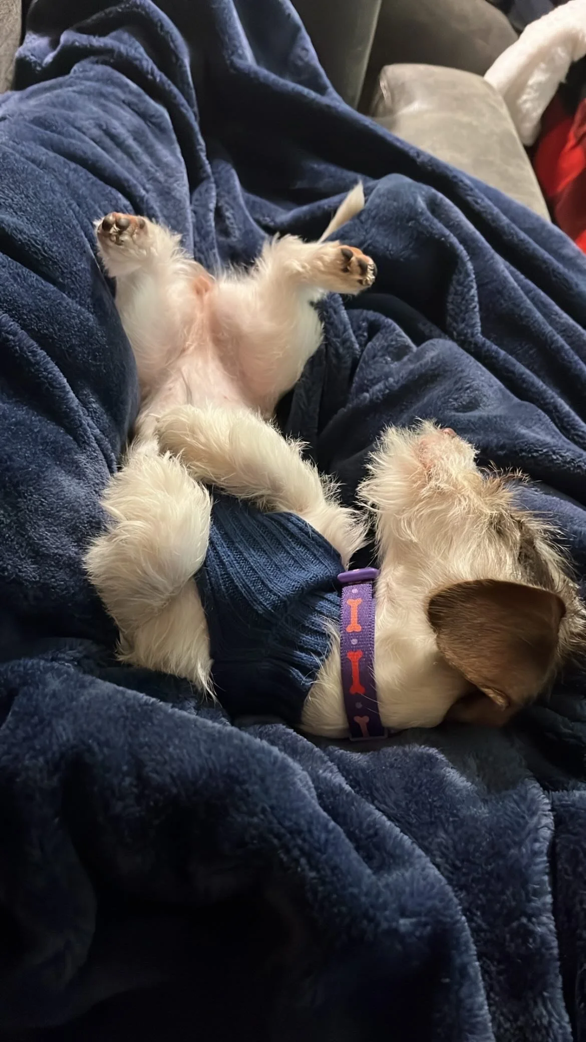 A small dog lying on its back on a person's lap, with its paws up and eyes closed, surrounded by a cozy, dark blue blanket.