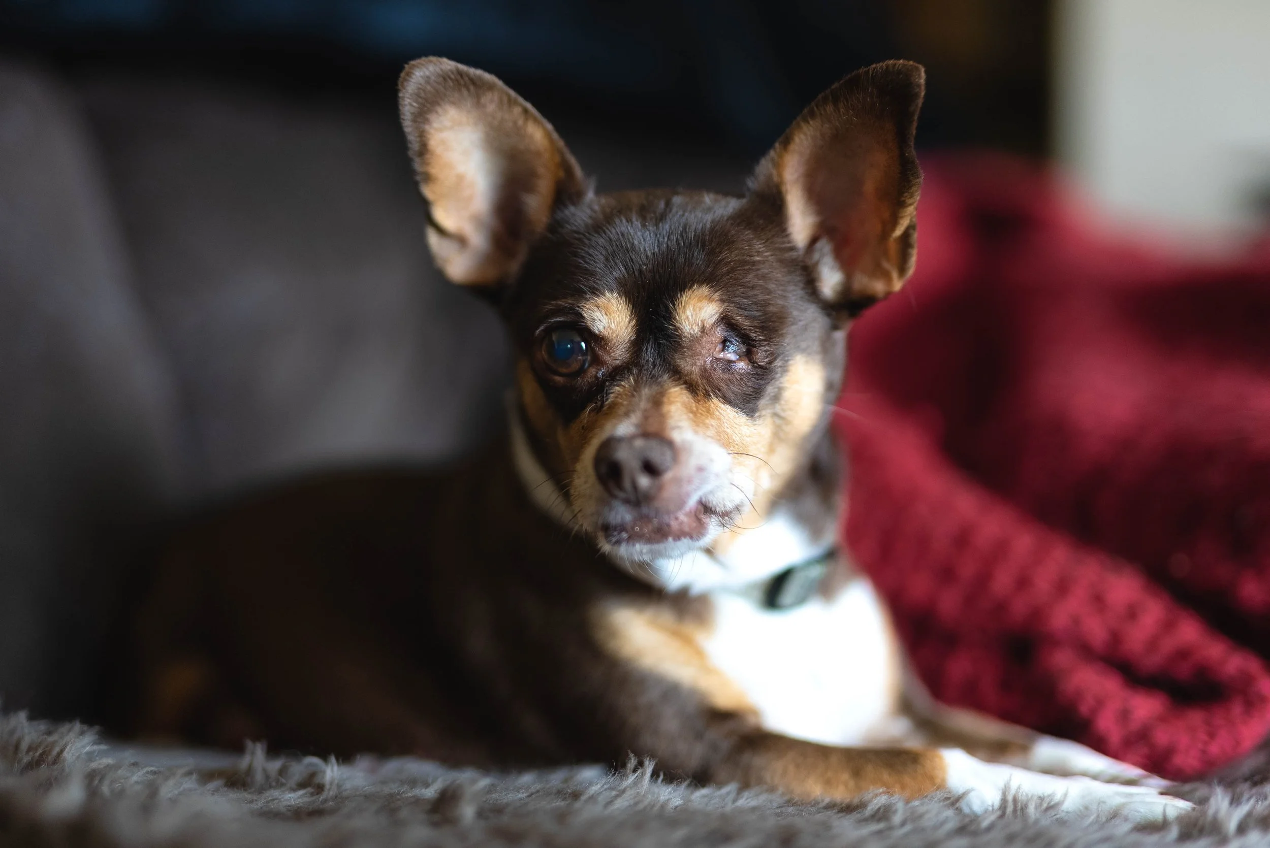 Small dog with one eye closed, lying on a soft surface next to a red blanket.