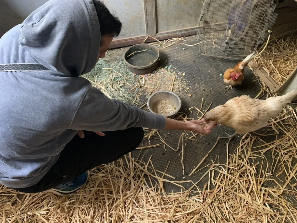 Person feeding a chicken and a rooster in a wire pen with straw on the floor.