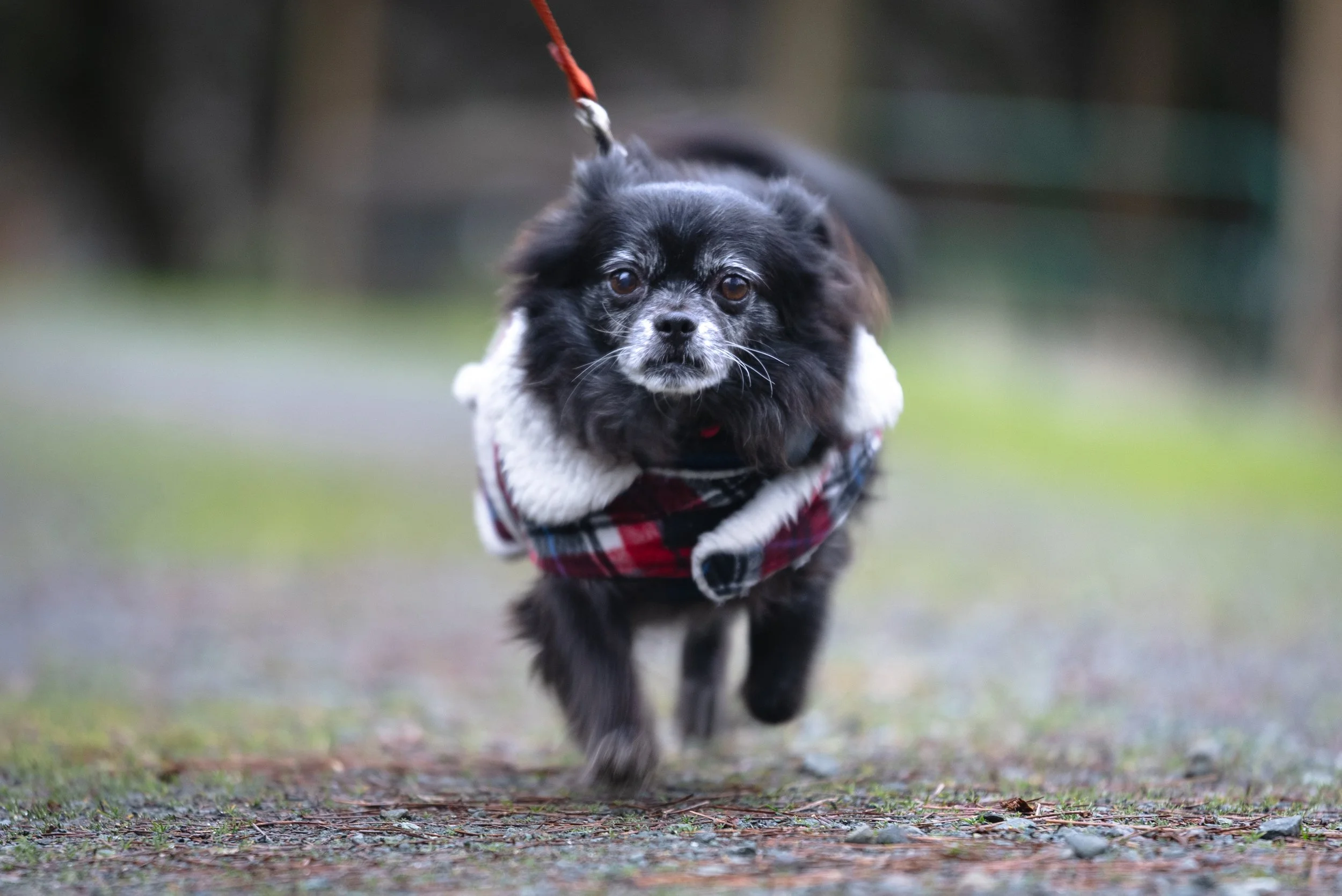 Small black and white dog wearing a red, black, and white plaid jacket running on a forest path.