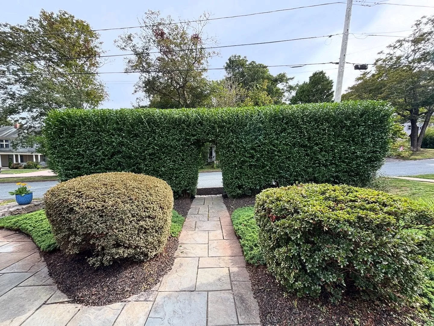 Talk about a haircut&hellip; these shrubs needed some care, and we delivered!

You&rsquo;ll see hedges getting out of control all over town this time of year - give us a call if you&rsquo;d like one sharpened up!
