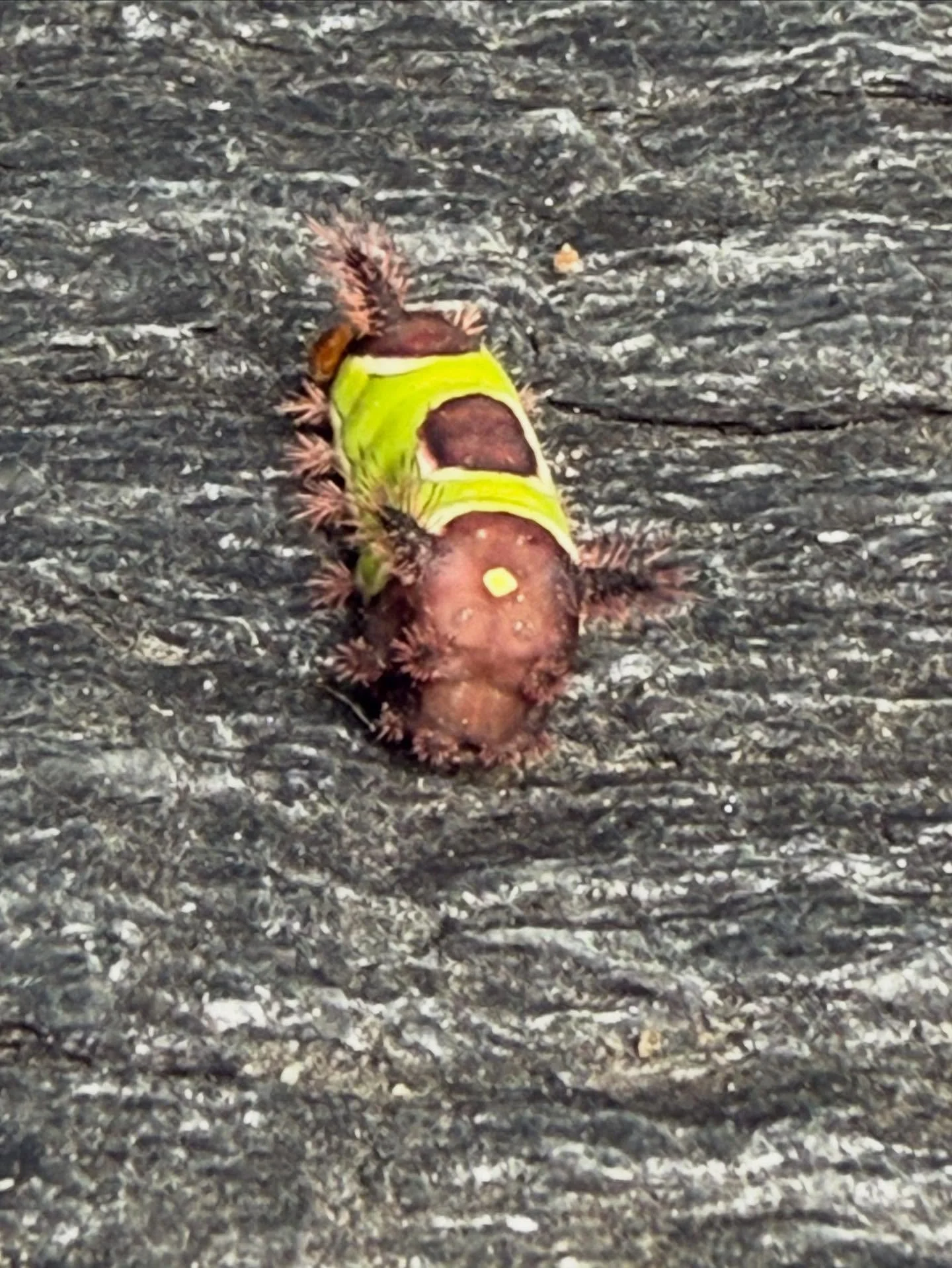 Ellen met this saddleback caterpillar today&hellip; not very nice. Native to the eastern US, they are venomous - and the pain of the sting lasts for hours. 

Not a friend. Steer clear!

(Ellen is now okay!)