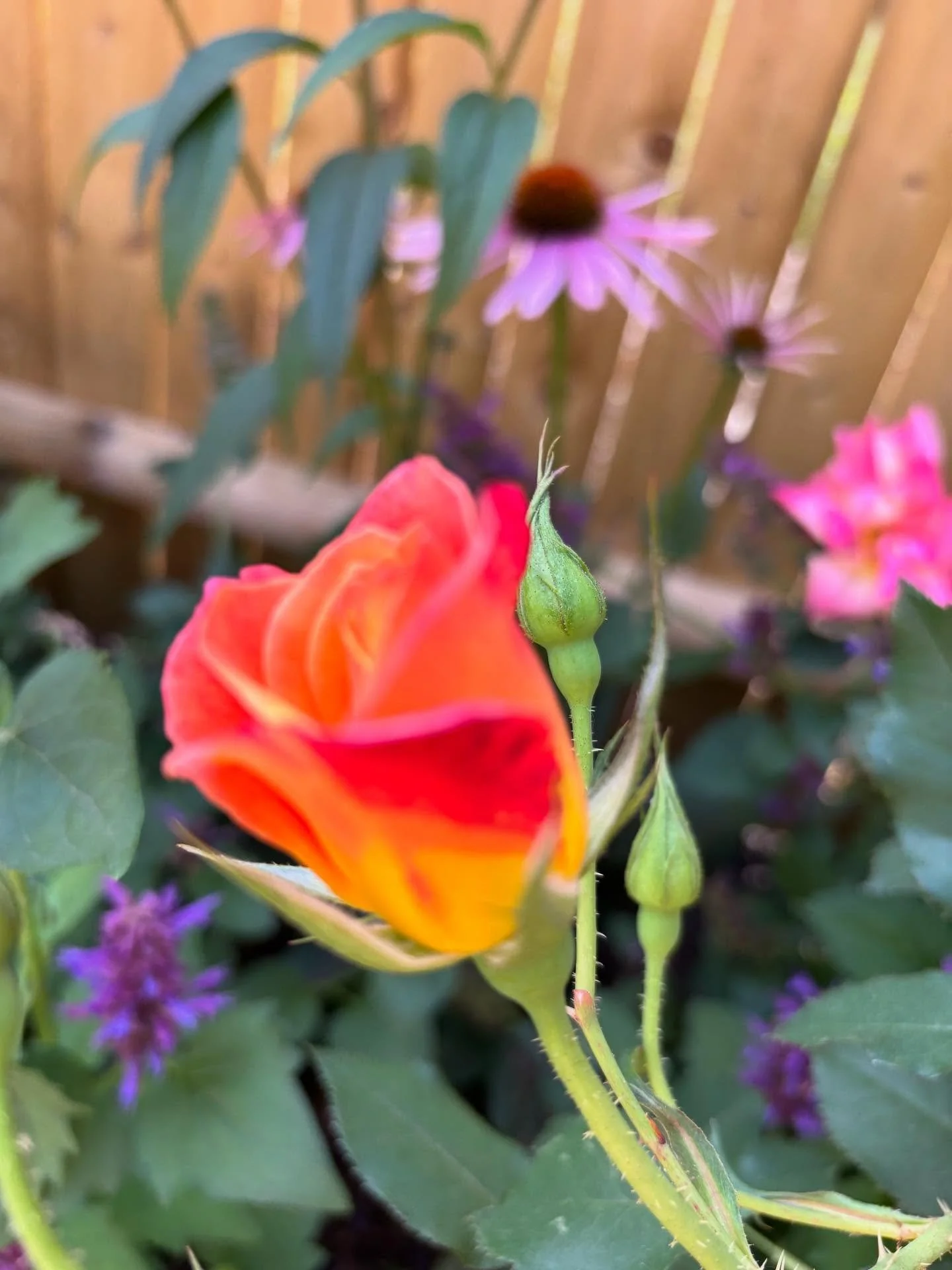 The rose &ldquo;Joseph&rsquo;s Coat&rdquo; is getting established in this new &ldquo;Natives and Roses&rdquo; garden and we are loving it.
