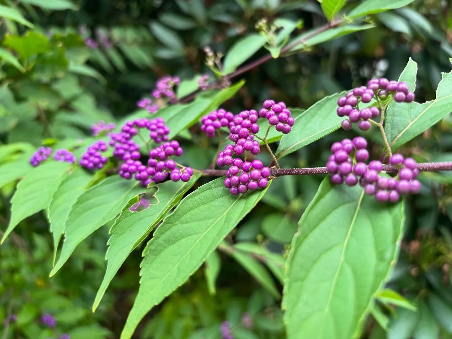 Found this Beautyberry (callicarpa japonica) hanging right here in my neighborhood. (Yes, Beautyberry is its real name!)

Although this is not the native (callicarpa americana), and we&rsquo;d encourage you to use the native in your landscapes, both 