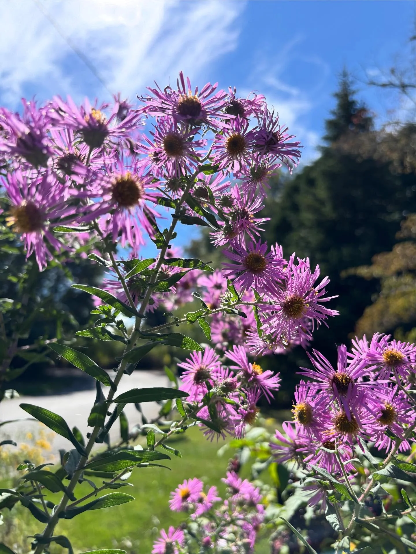 Asters! 
Native, gorgeous, and full of late season bees!