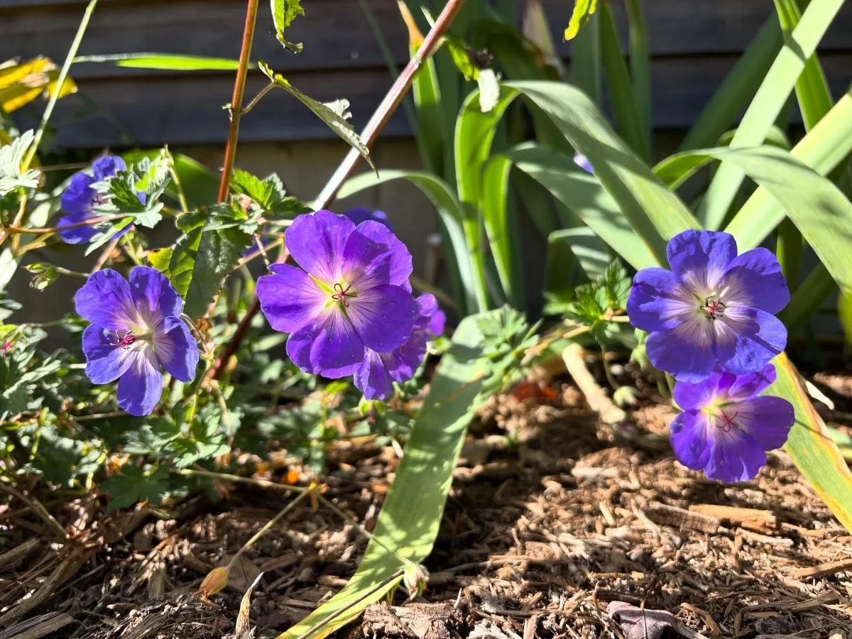 We plant Rozanne cranesbill in *almost* every garden we do. 

It starts early, fills in available niches, attracts tons of pollinators, functions as a living mulch, and above all: stays in bloom from May til November! 

We&rsquo;re still planting for