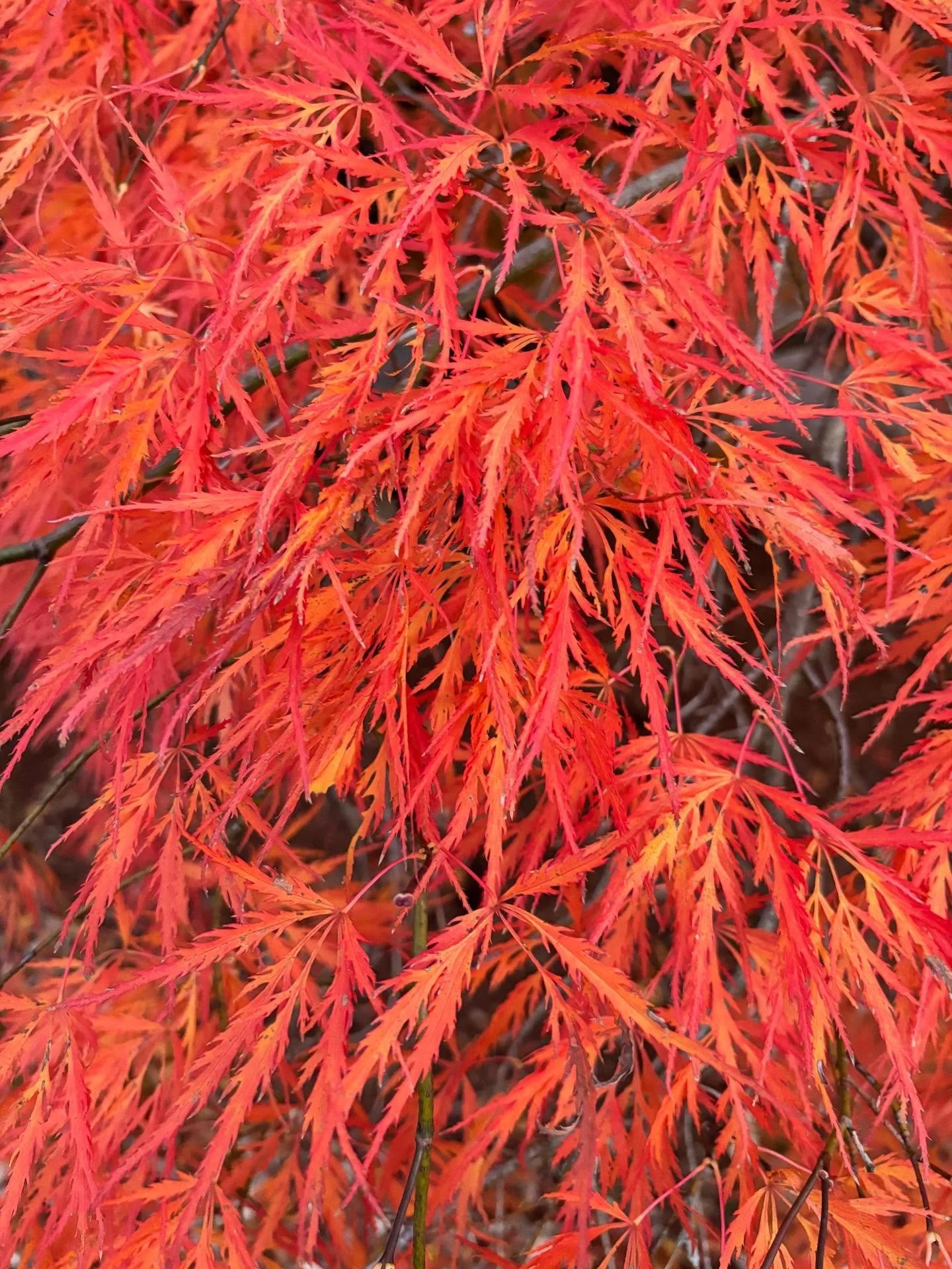Some plants are not native and are also not invasive- thus, categorized as &ldquo;Exotic.&rdquo; We use a fair number of these in our gardens.

Whatever you call it, this client&rsquo;s &lsquo;Orangeola&rsquo; weeping Japanese maple is absolutely cru