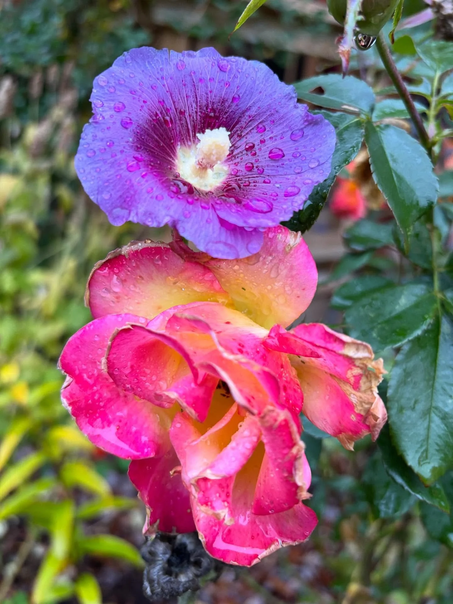 How exactly this hollyhock and rose are still in bloom on Nov 10 is a bit of a mystery&hellip;

But here we are, and no one seems to be complaining!